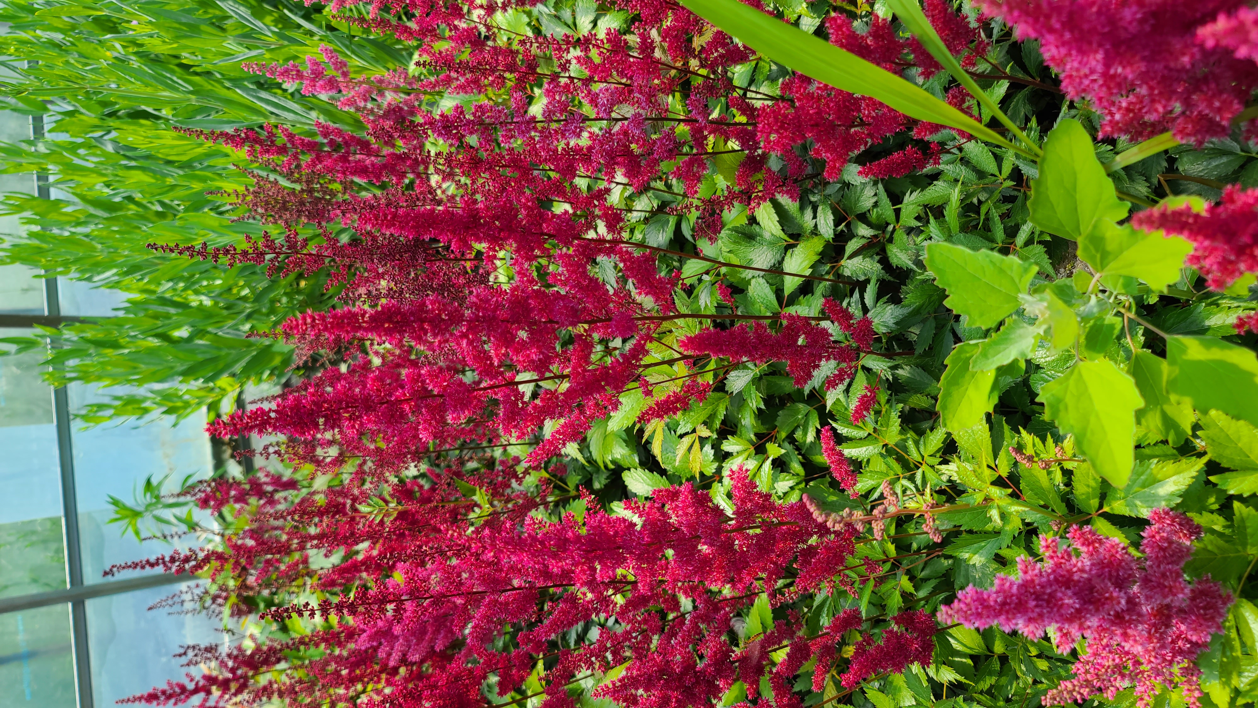 Astilbe arendsii 'Fanal'
